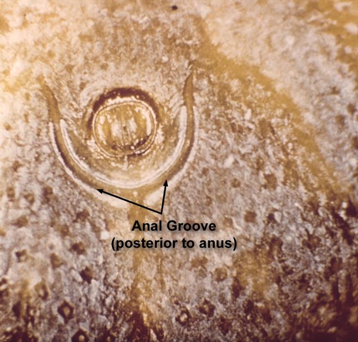 What is the anal groove used for in tick identification?