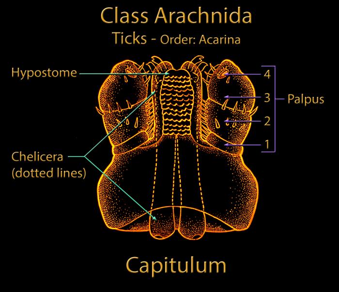 What do tick mouthparts look like under magnification?
