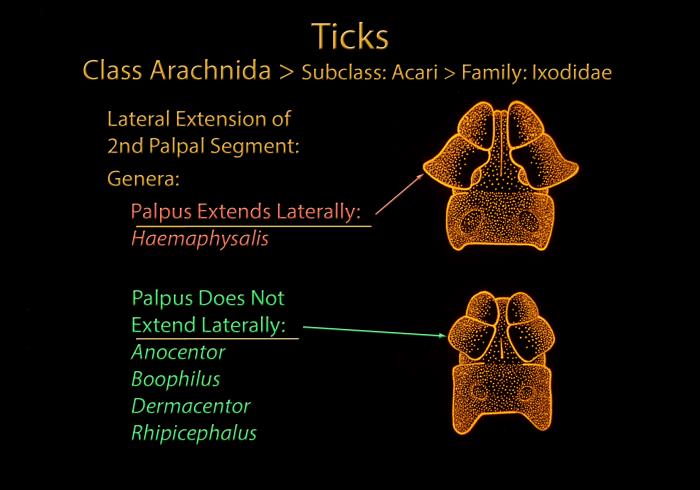 Why are tick palps useful in veterinary identification?