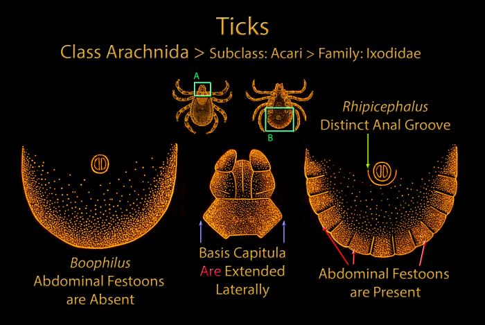 How do cattle-tick and brown-dog-tick structures differ?