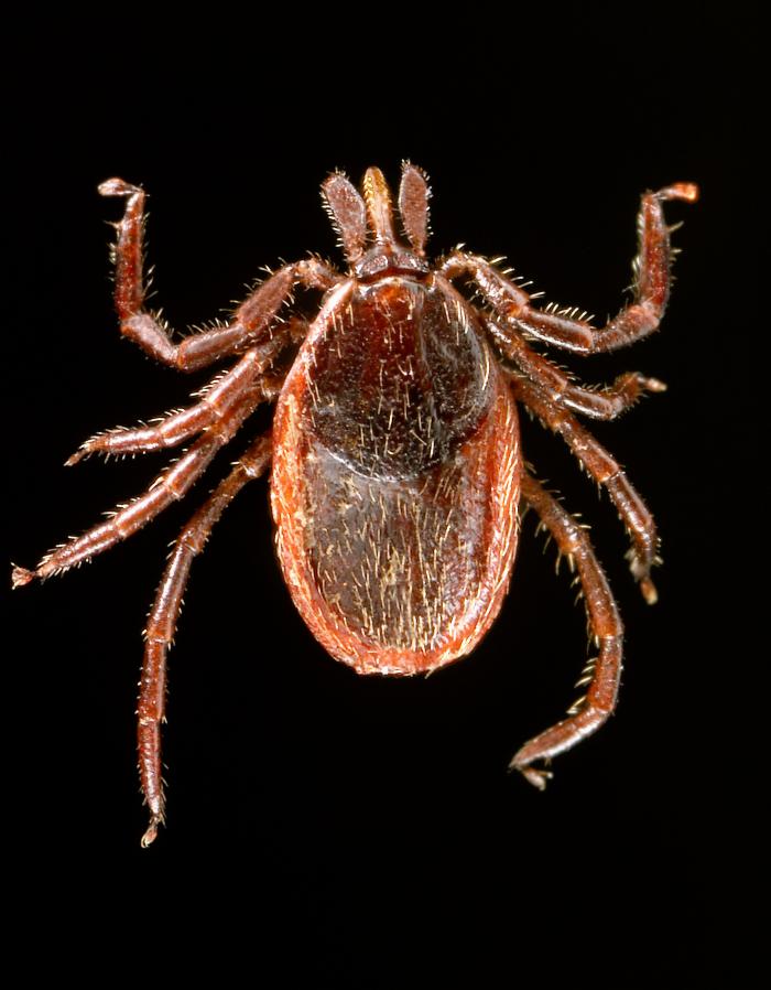 What does a western blacklegged tick look like from above?