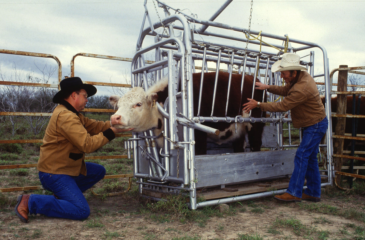 Image of cattle being checked for ticks: what does it show?