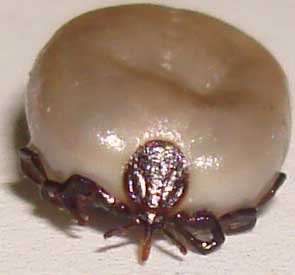 Image of an engorged tick on a dog: what does it show?