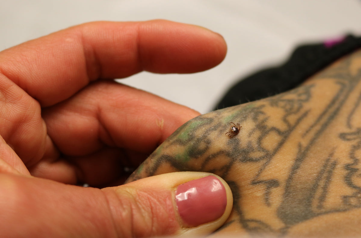 Image of a lone star tick attached to skin: what does it show?