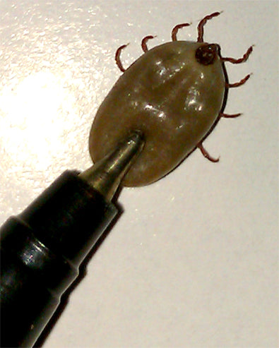 Image of a tick in German Shepherd fur: what does it show?