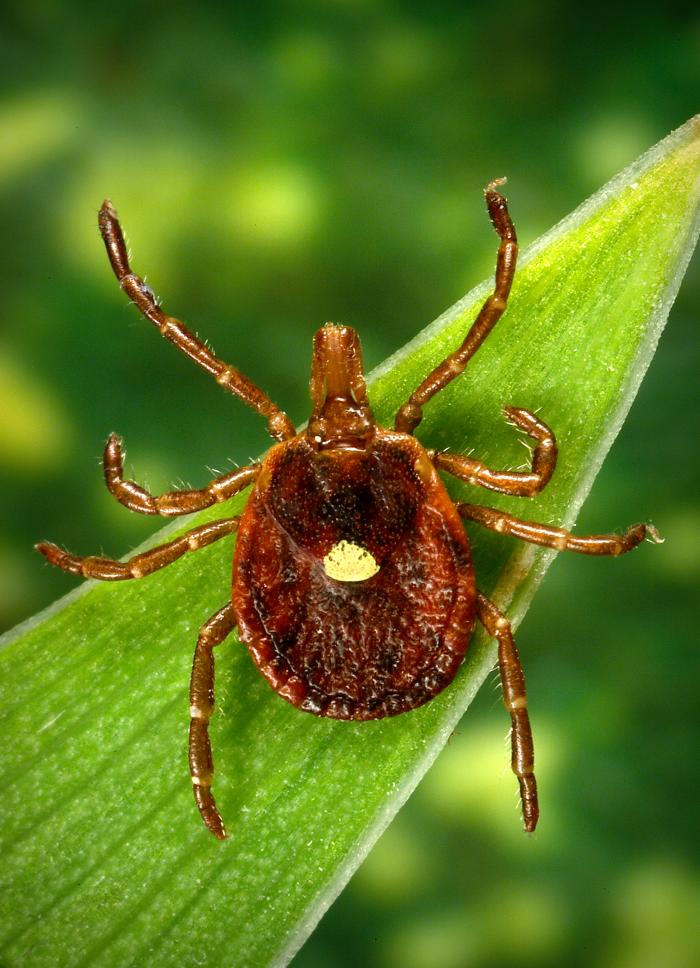 Adult female Amblyomma americanum lone star tick showing the central pale spot