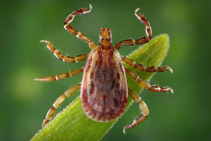 Dorsal view of an adult male Amblyomma aureolatum yellow dog tick