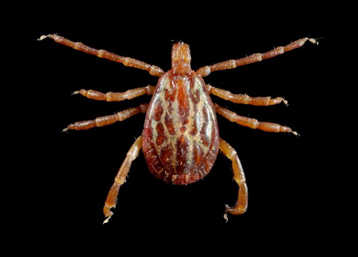 Dorsal view of an adult male Amblyomma maculatum Gulf Coast tick