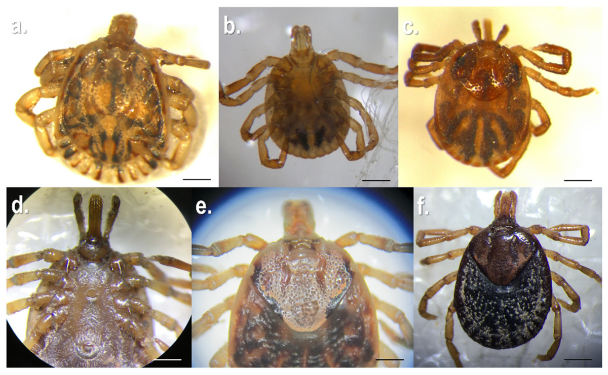 Amblyomma mixtum male and female nymphs and adult female specimens in dorsal and ventral views