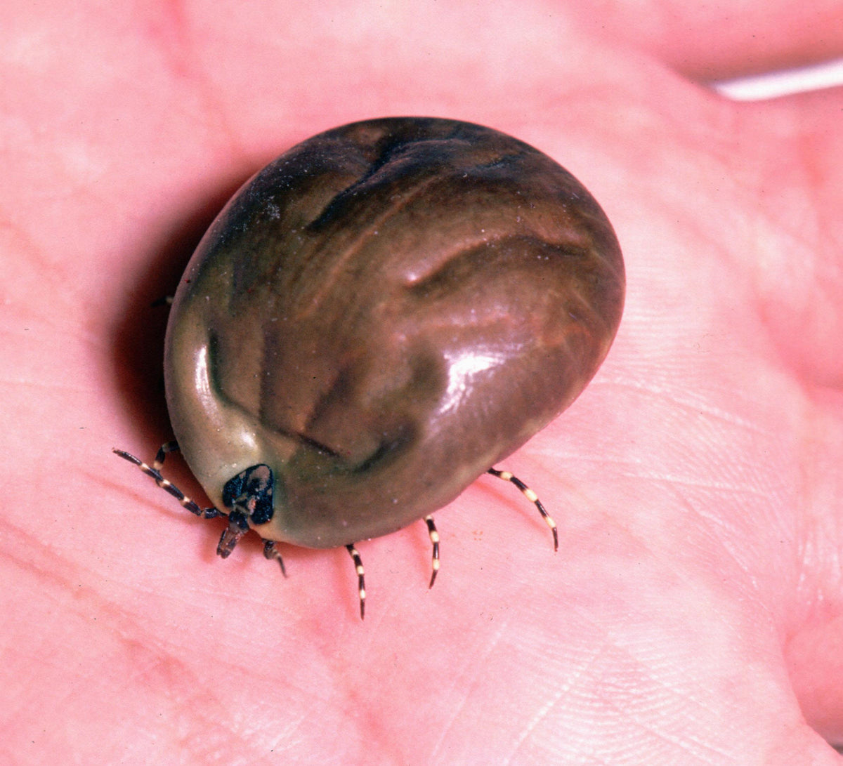 Engorged adult female Amblyomma variegatum tropical bont tick