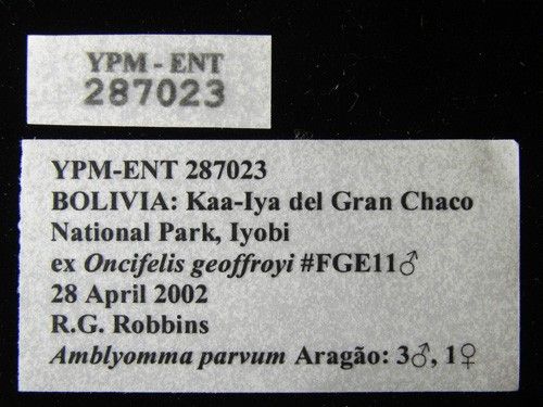 Amblyomma parvum, Female — verified scientific reference image