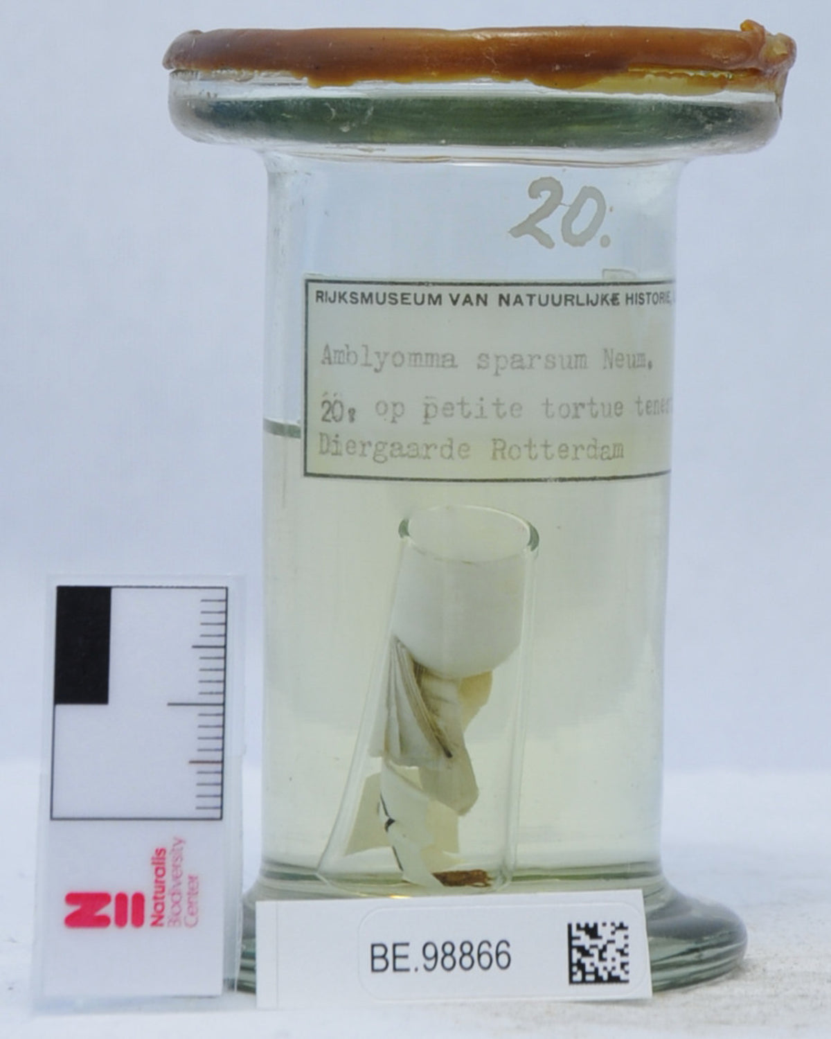 Amblyomma sparsum — verified scientific reference image