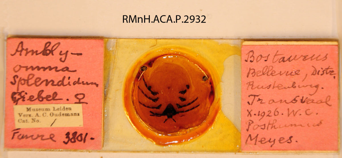 Amblyomma splendidum — verified scientific reference image