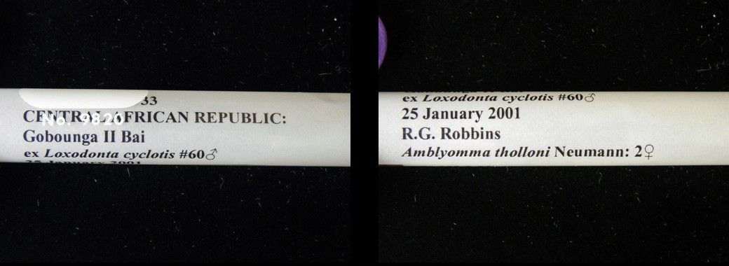 Amblyomma tholloni, Female — verified scientific reference image