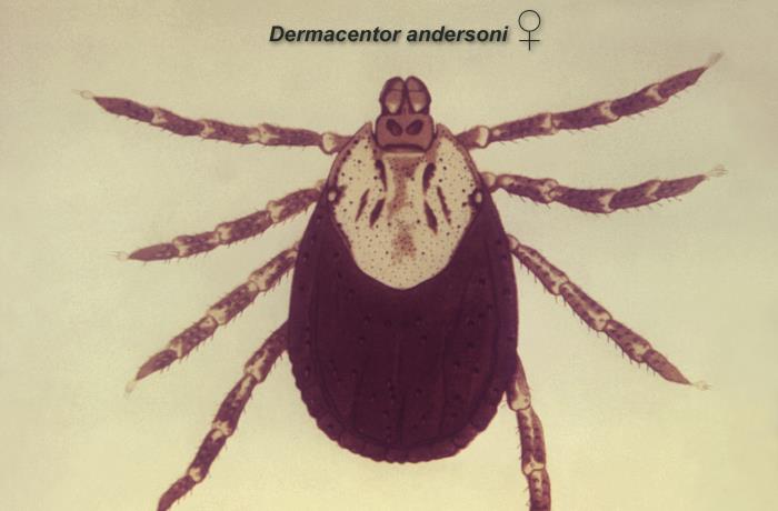 CDC dorsal scientific illustration of an adult female Dermacentor andersoni Rocky Mountain wood tick