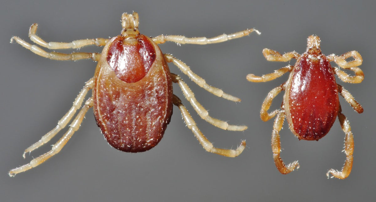 Adult female and male Hyalomma anatolicum ticks in dorsal view
