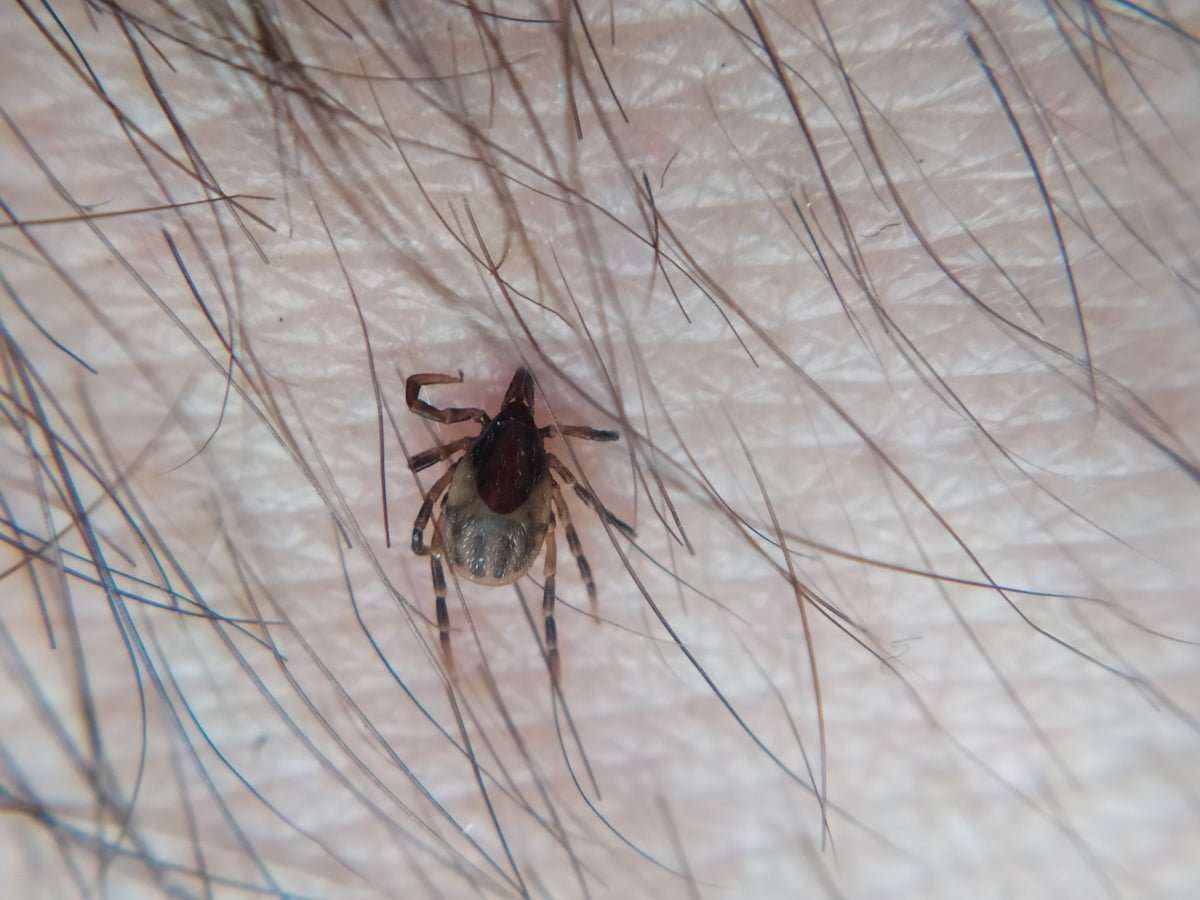 Ixodes frontalis passerine tick photographed in Austria