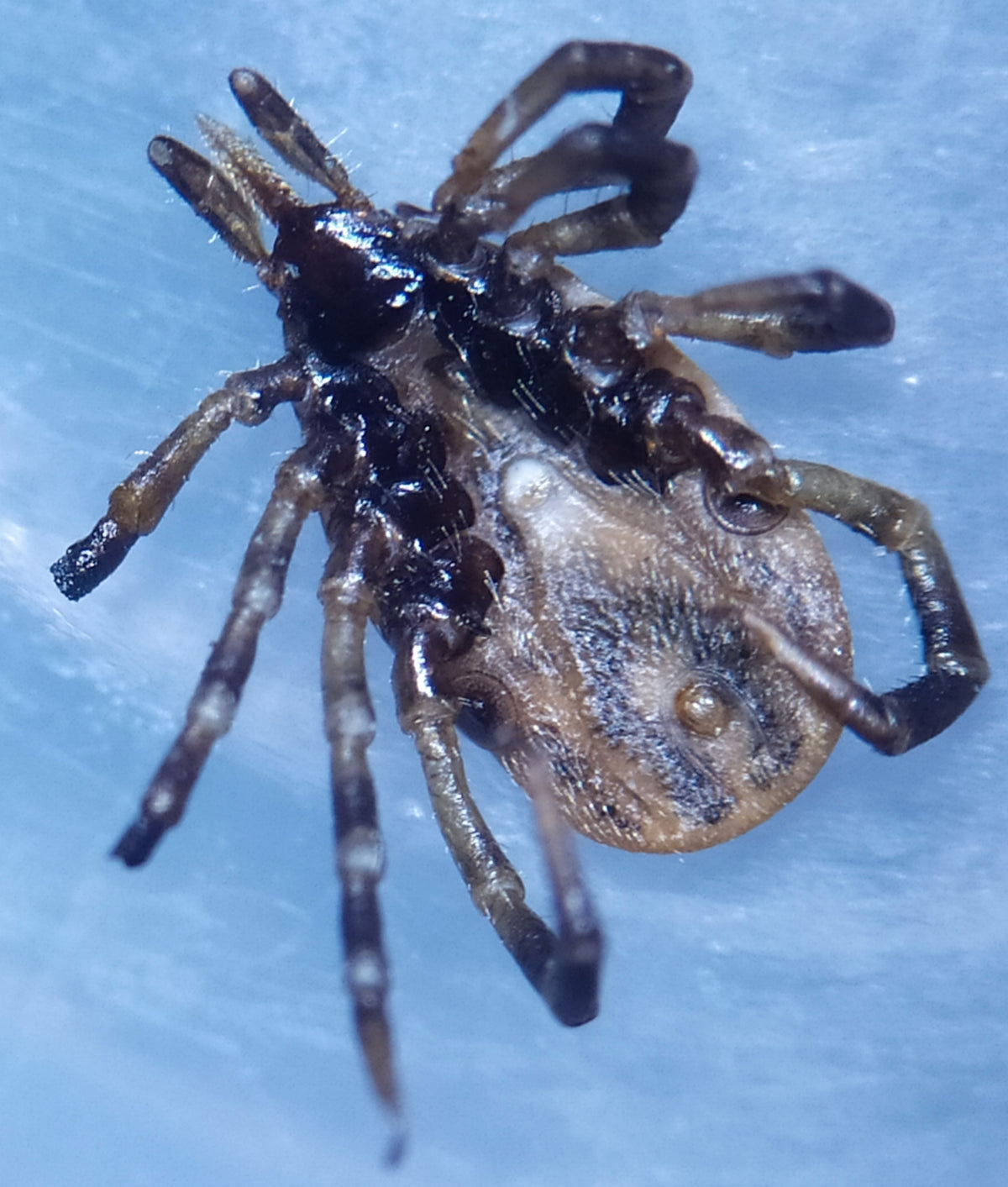 Alternate photograph of an Ixodes frontalis passerine tick observed in Austria