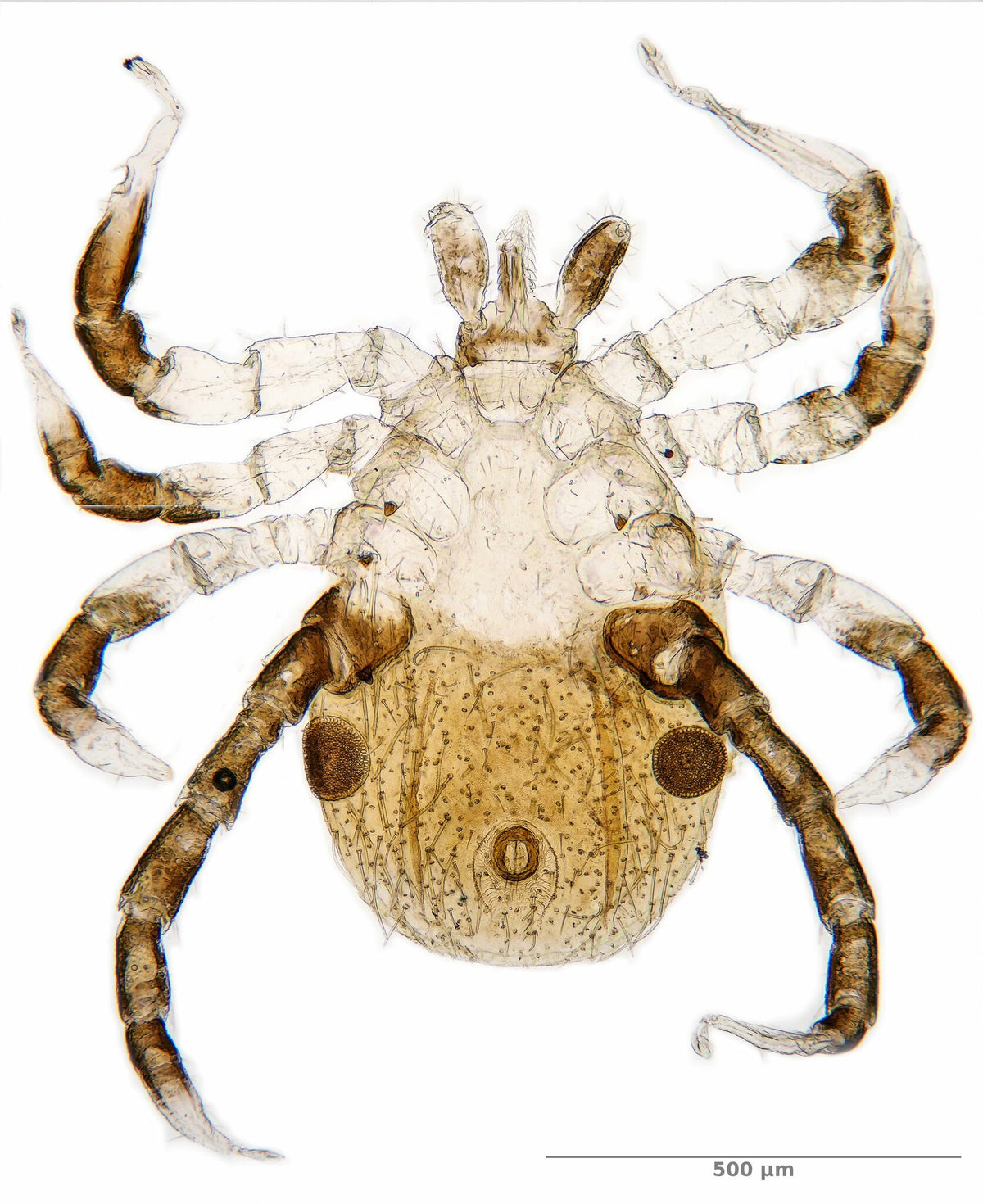 Ixodes frontalis passerine tick photographed in Belgium