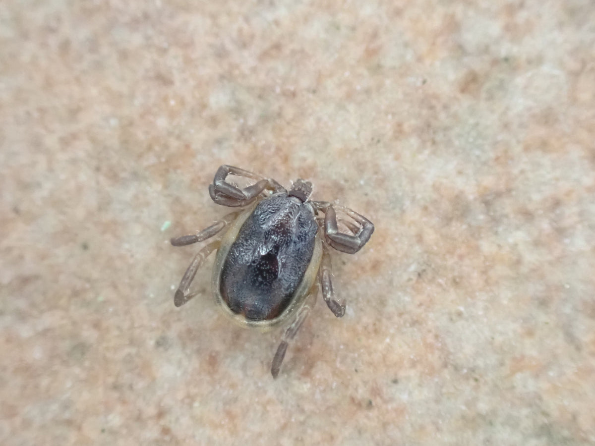 Ixodes frontalis passerine tick photographed in Germany