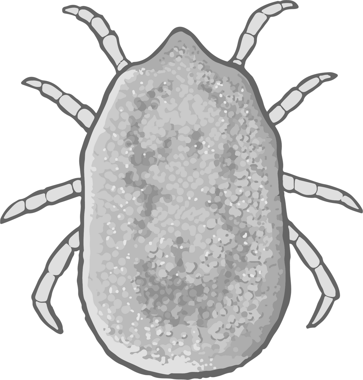 Simplified NIAID educational illustration of an unfed Ornithodoros hermsi soft tick; not a diagnostic photograph