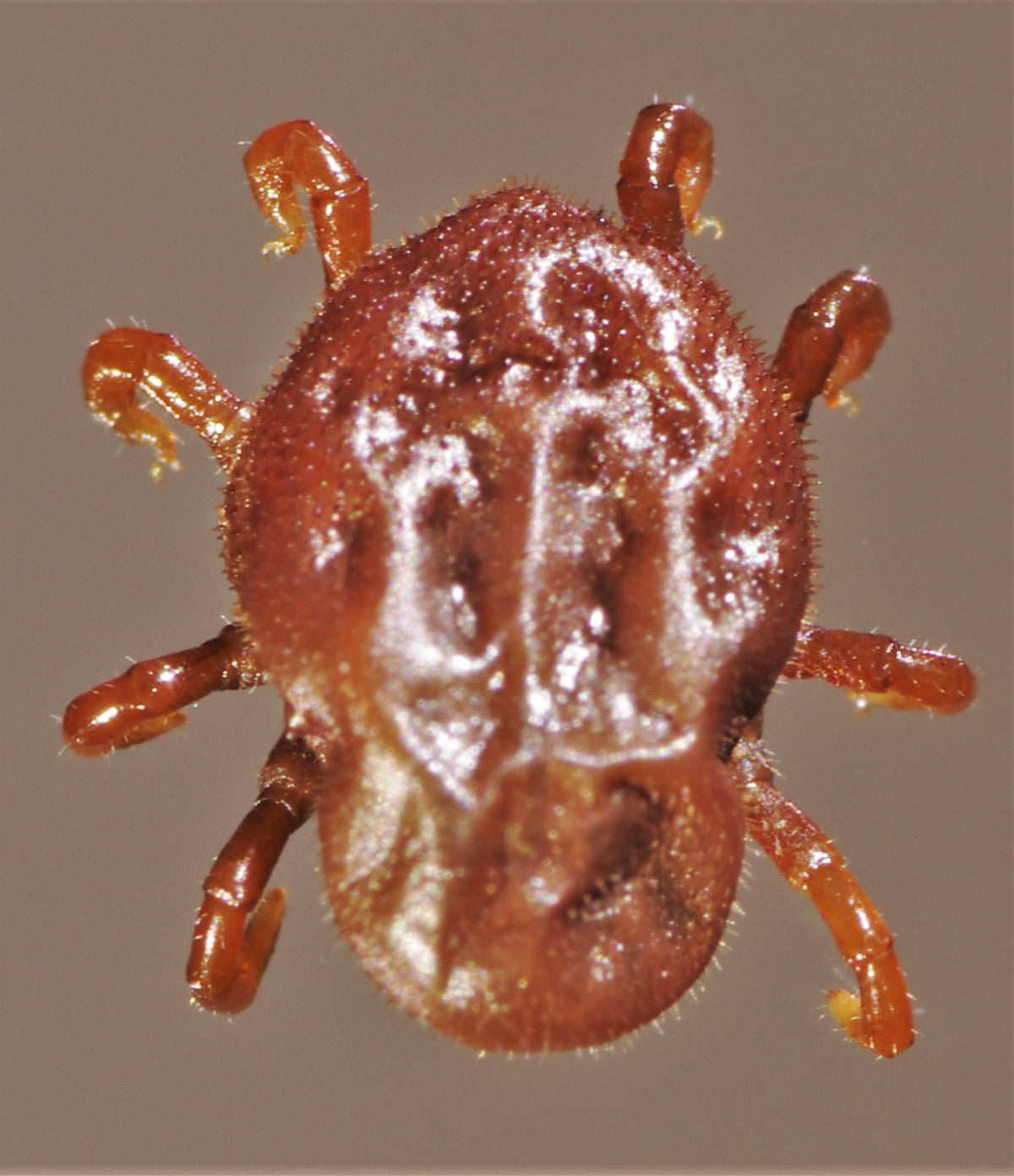 Macro photograph of an Otobius megnini spinose ear tick nymph