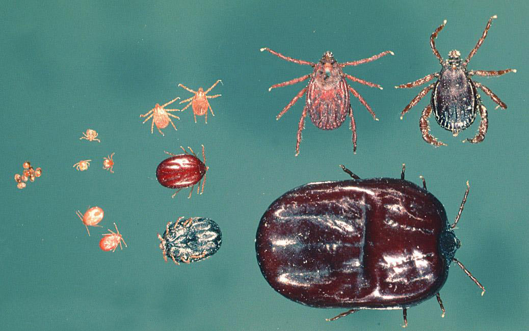 Rhipicephalus appendiculatus life cycle showing eggs, unfed and engorged larvae, unfed and engorged nymphs, adult female, adult male and engorged female