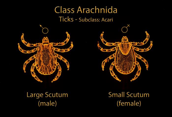 Why does the tick scutum look different in males and females?
