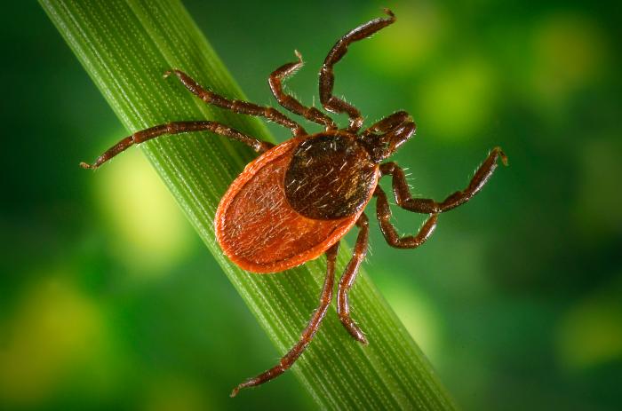 What does a female western blacklegged tick look like?