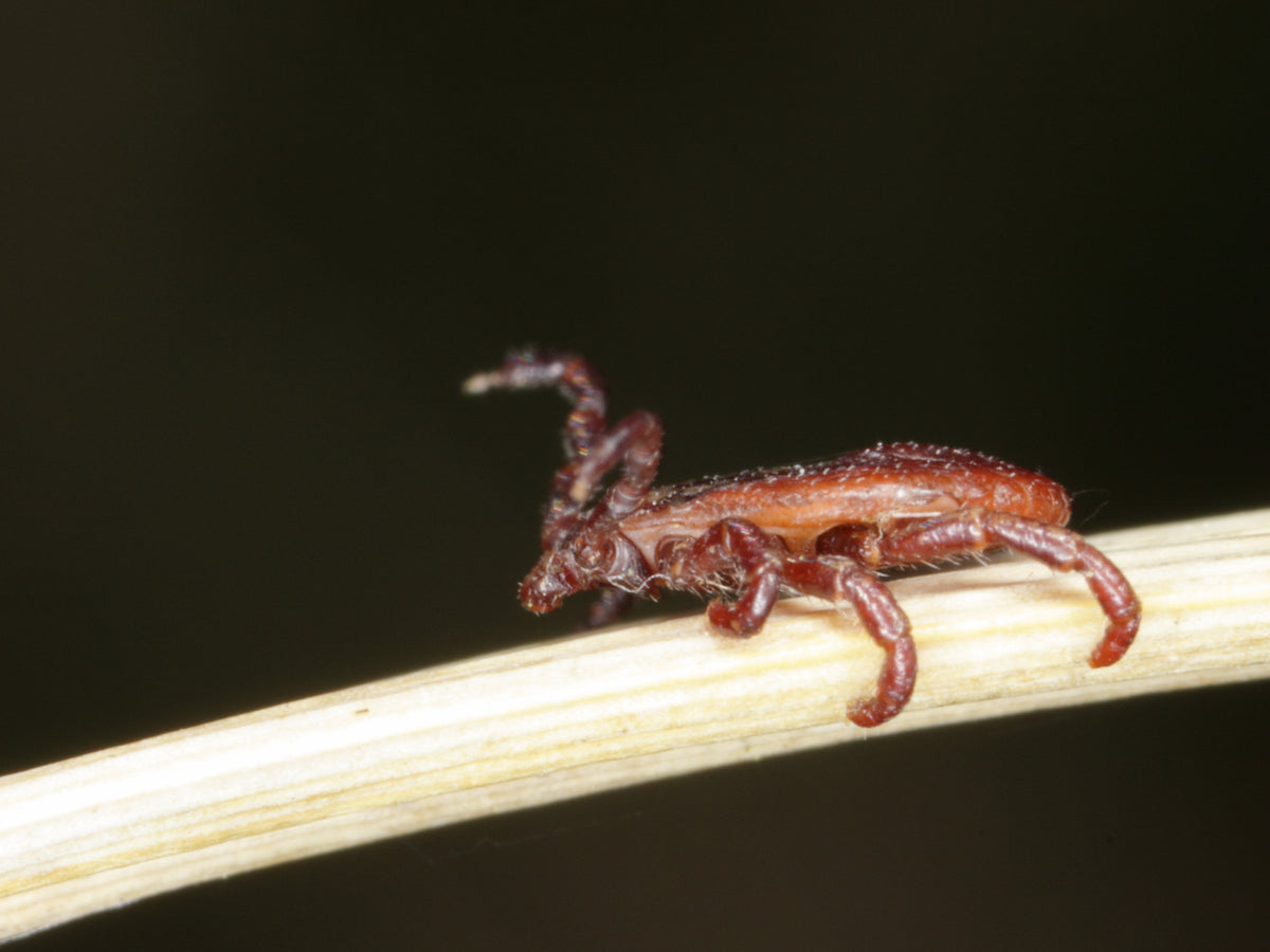 Image of a sheep tick: what does it show?