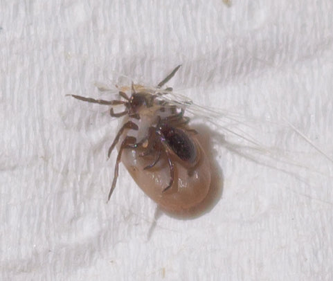 Image of two ticks removed from a dog: what does it show?