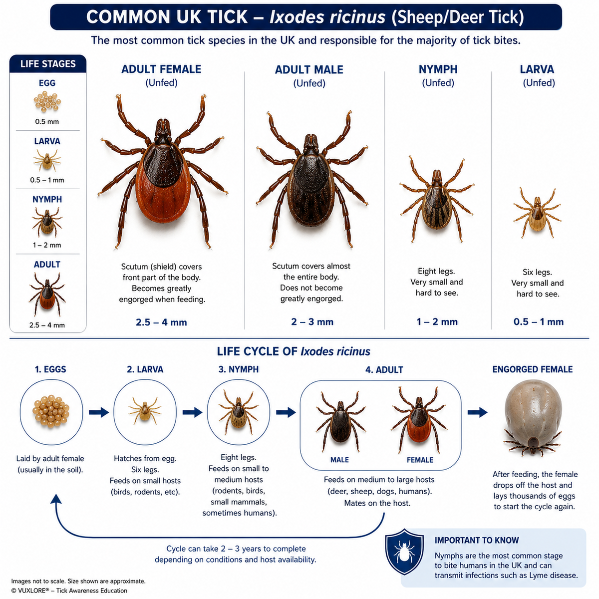 Simplified comparison of tick larva, nymph and adult life stages