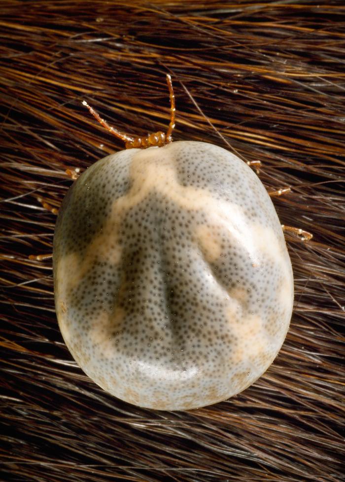 Engorged adult female Amblyomma americanum lone star tick positioned over a clutch of eggs