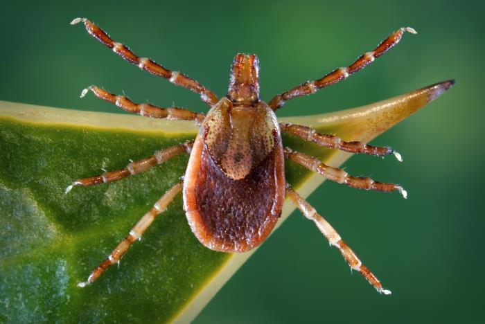 Dorsal view of an adult female Amblyomma aureolatum yellow dog tick
