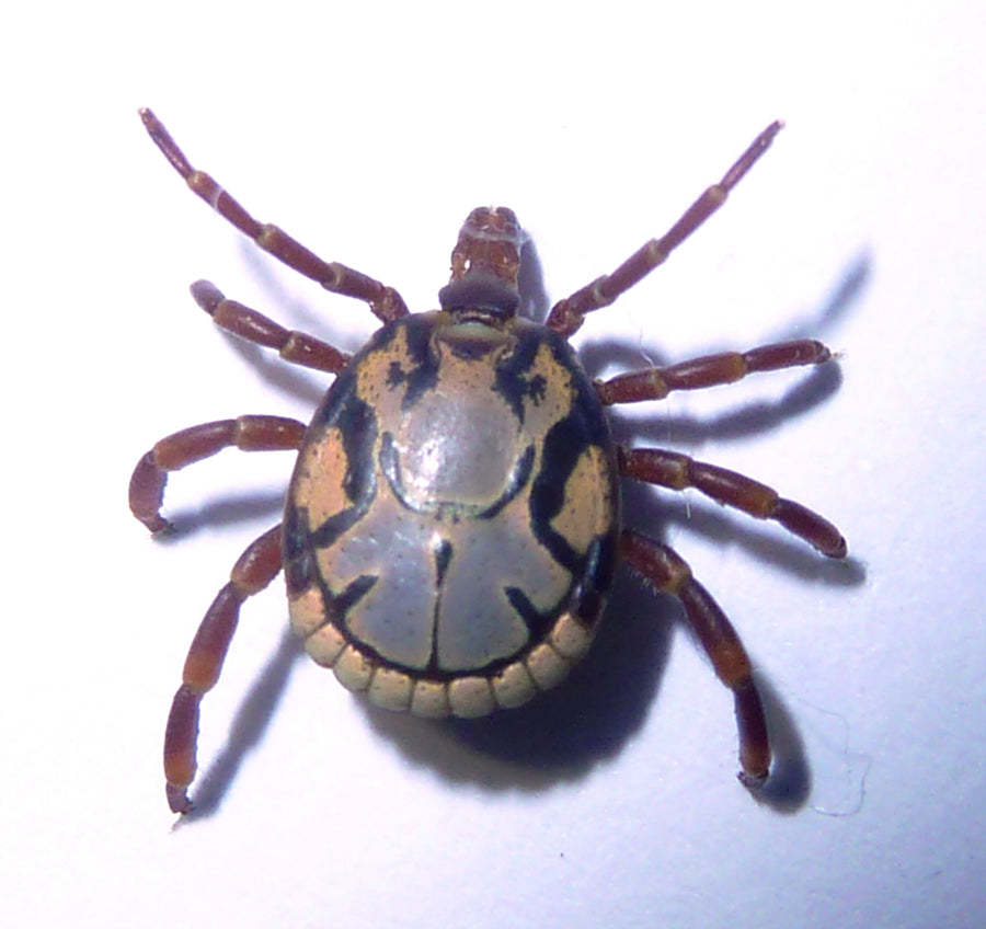 Adult male Amblyomma hebraeum South African bont tick, dorsal view