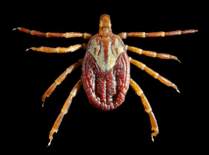 Dorsal view of an adult female Amblyomma maculatum Gulf Coast tick