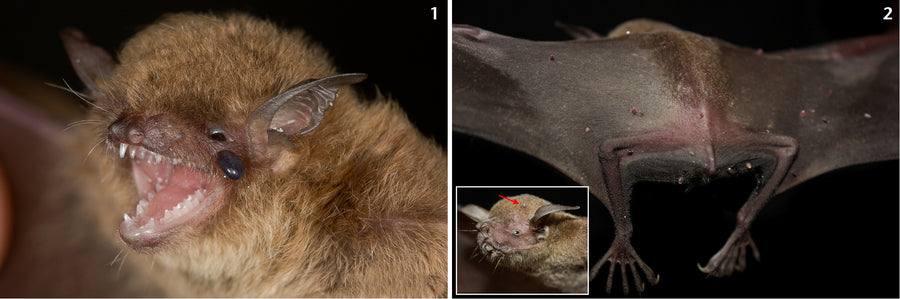 Scientific figures showing an engorged Amblyomma sculptum and subadult Amblyomma sculptum ticks attached to bat hosts