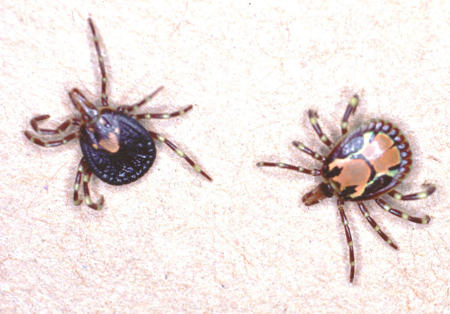 Unfed adult female and male Amblyomma variegatum tropical bont ticks