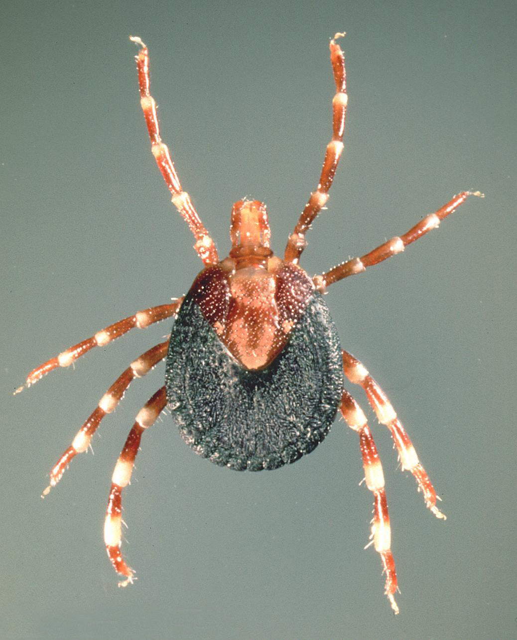 Adult female Amblyomma variegatum tropical bont tick