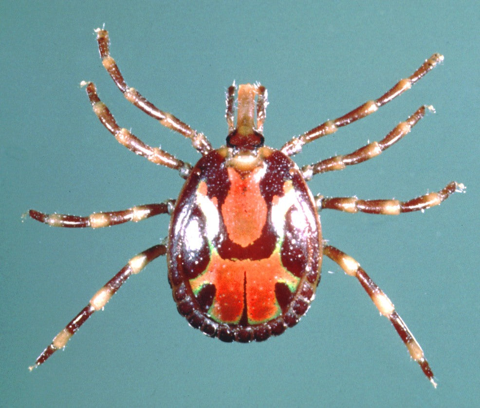 Adult male Amblyomma variegatum tropical bont tick