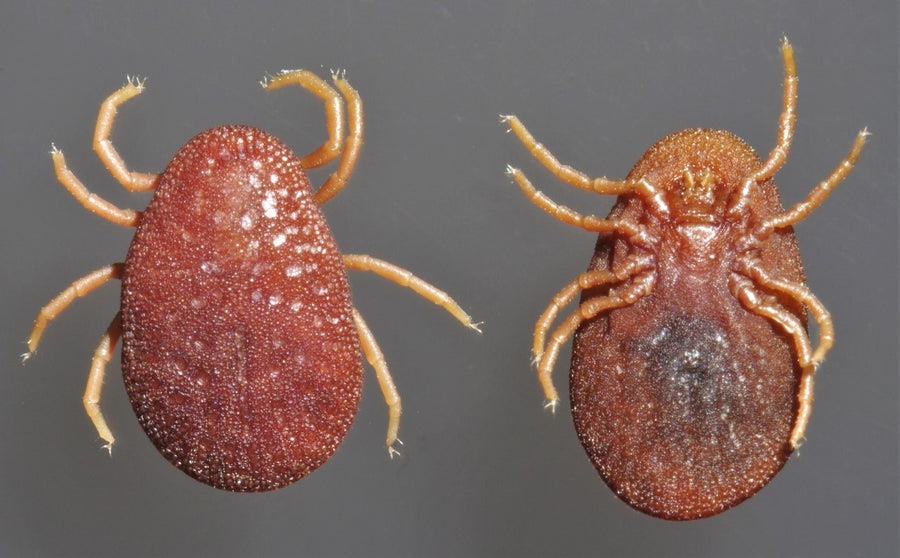 Fowl tick (Argas persicus), adult female, dorsal and ventral views