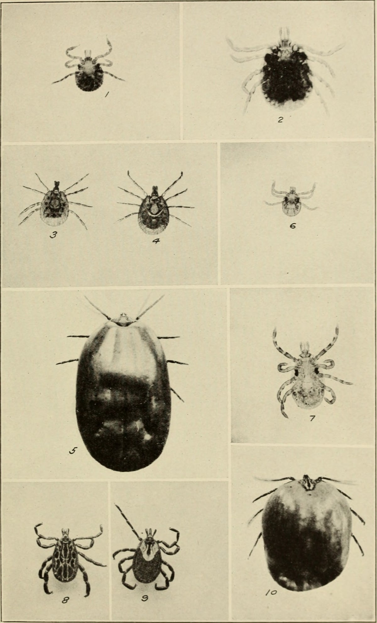 Amblyomma dissimile, male and female — verified scientific reference image