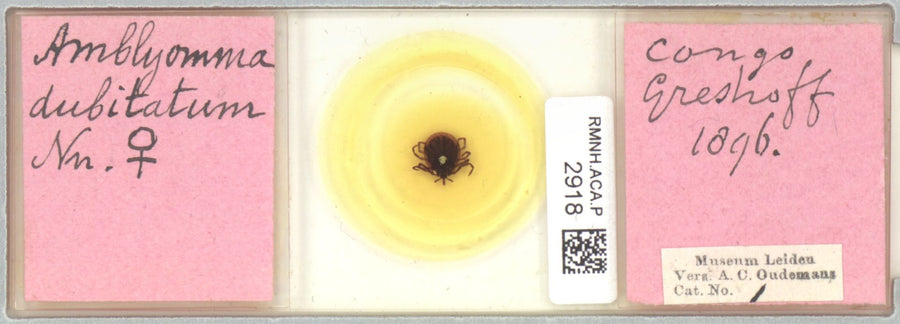 Amblyomma dubitatum — verified scientific reference image