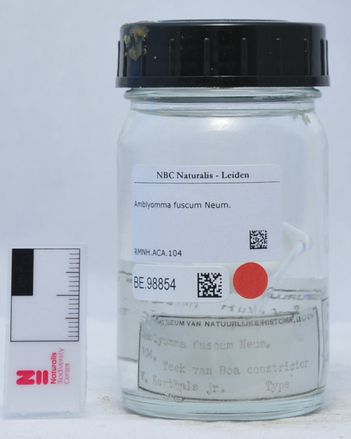 Amblyomma fuscum — verified scientific reference image