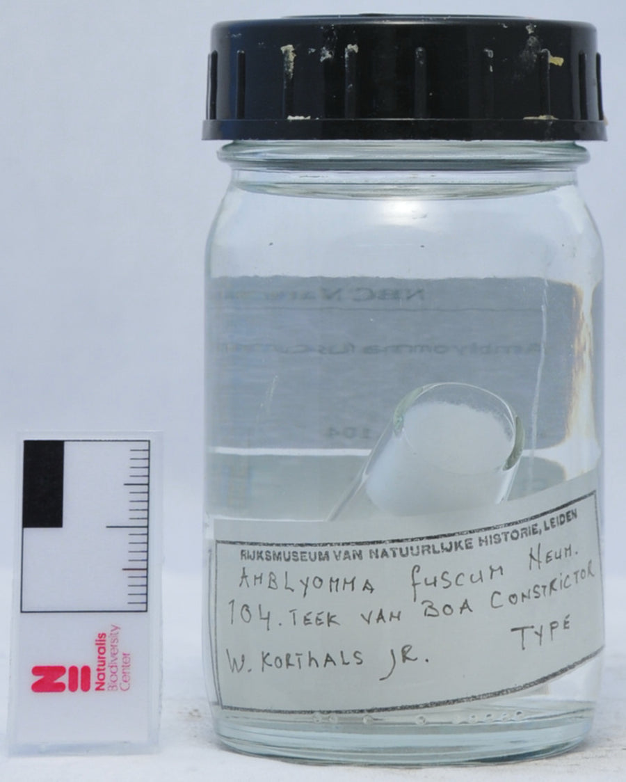 Amblyomma fuscum — verified scientific reference image