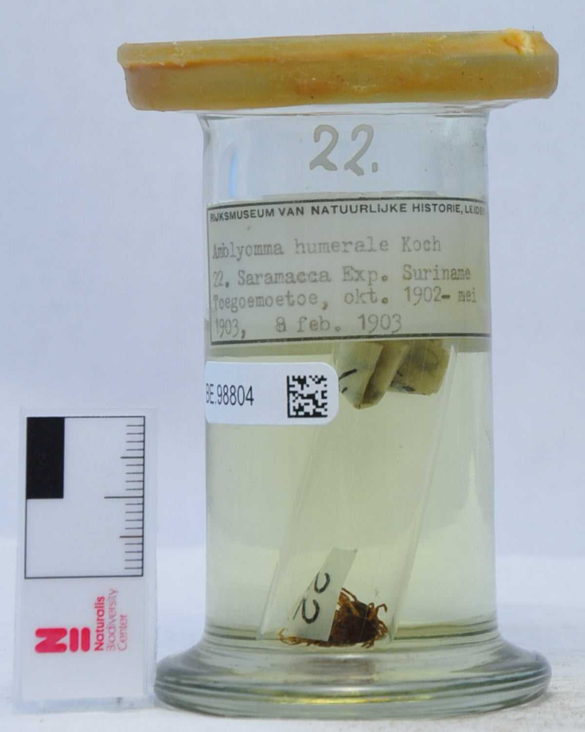 Amblyomma humerale — verified scientific reference image