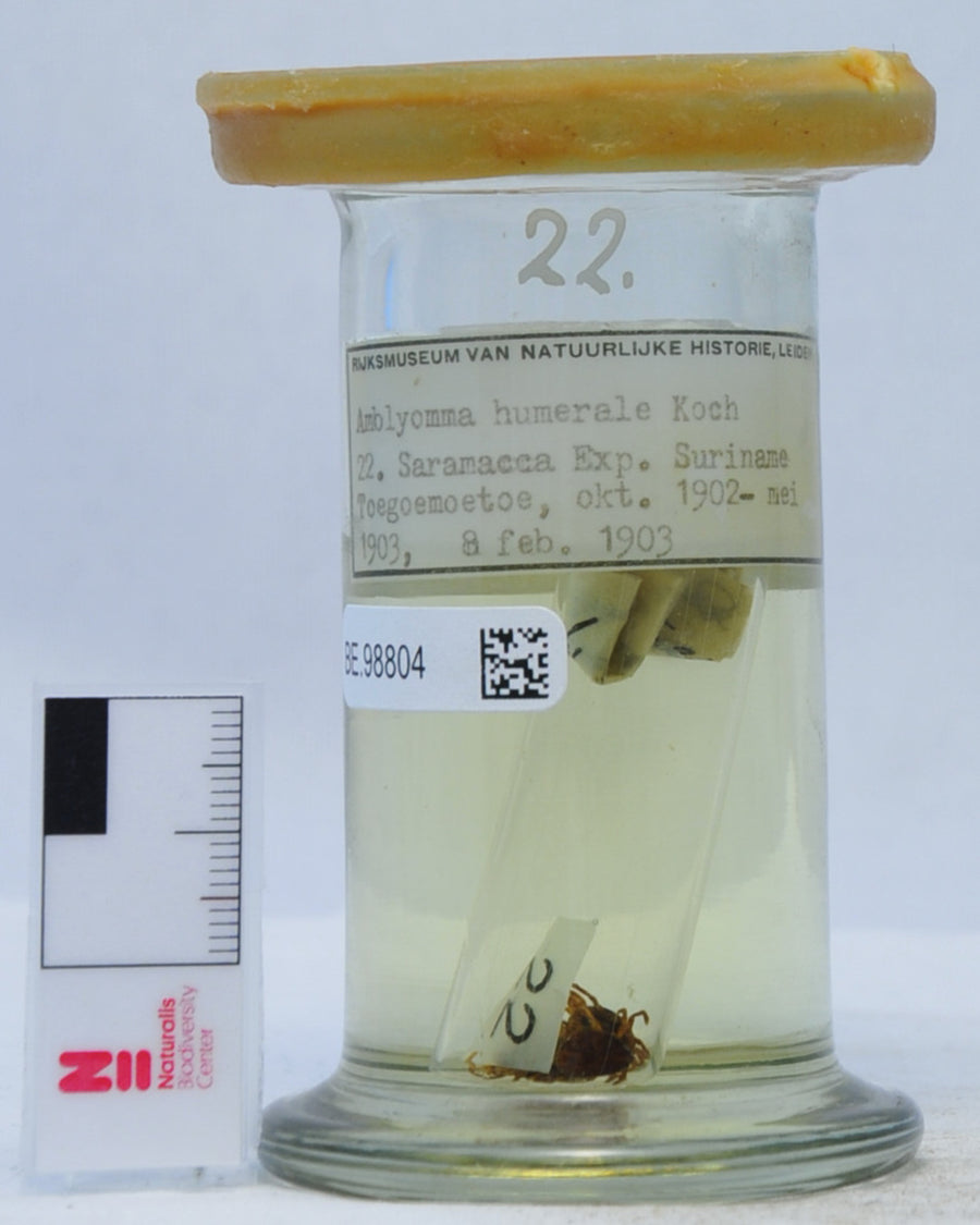 Amblyomma humerale — verified scientific reference image