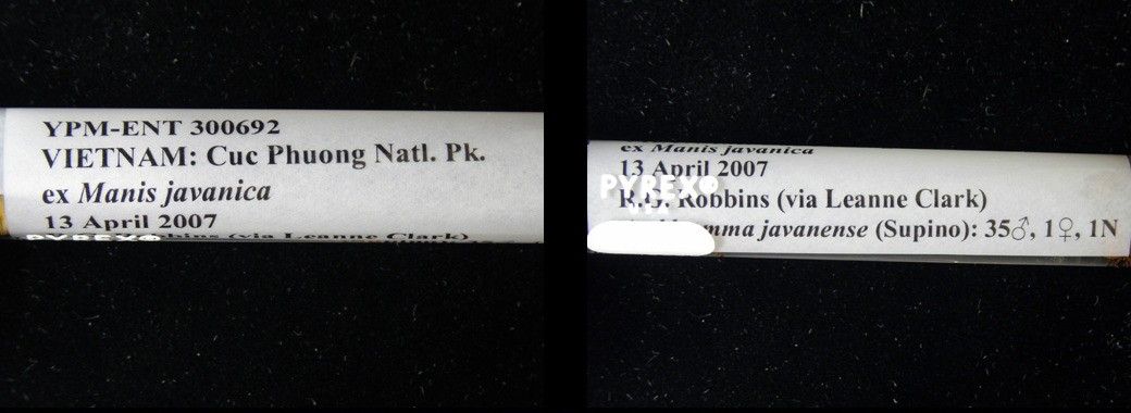 Amblyomma javanense, Indeterminate — verified scientific reference image