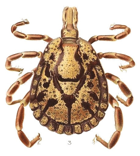 Amblyomma marmoreum, male, adult — verified scientific reference image