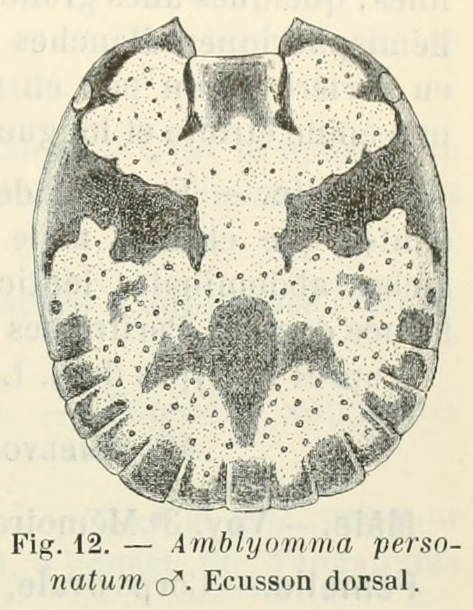 Amblyomma personatum, male, adult — verified scientific reference image